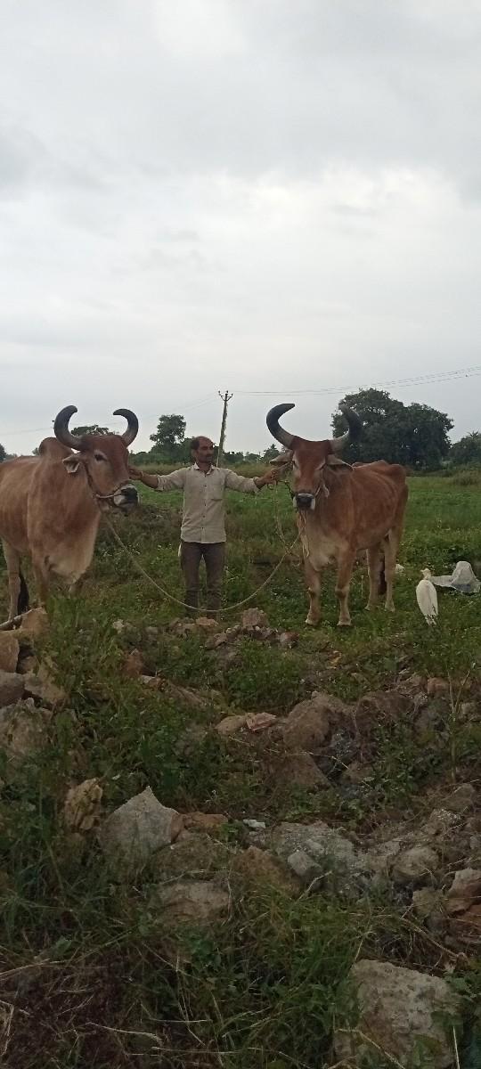 थंबनेल 3