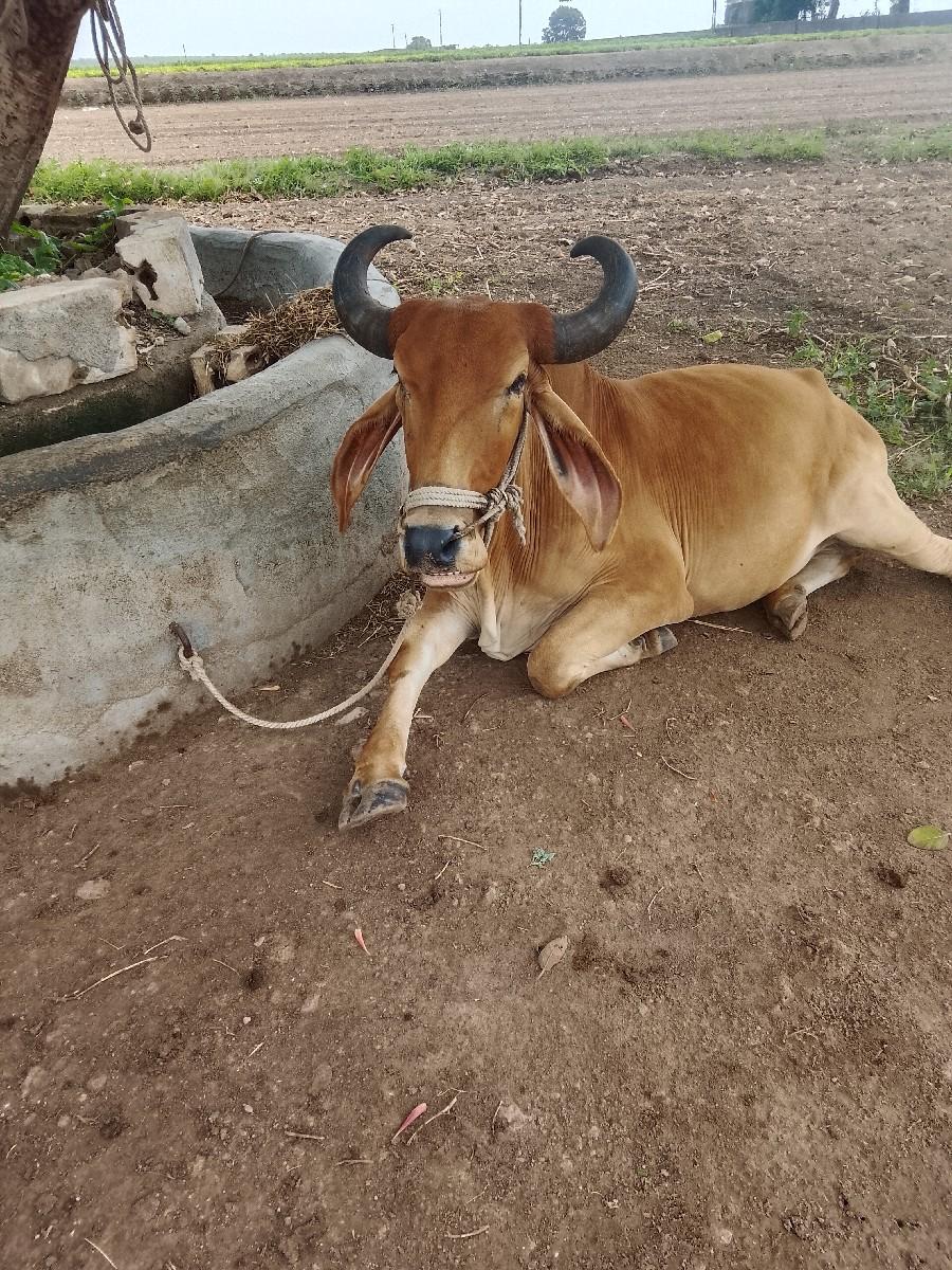 થંબનેલ 2