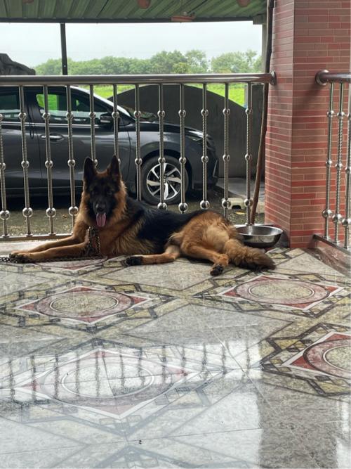 મીટિંગ માટે છે વેચવાનો નથી, પંજાબ ડબલ કોટ