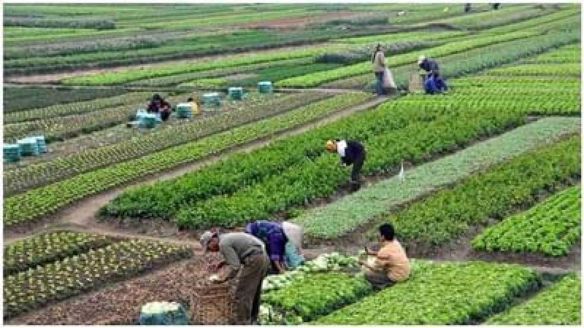 માણસો જોઈ છે