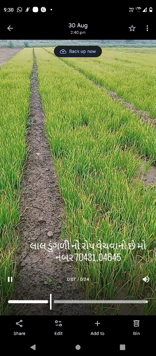 લાલ ડૂંગળી નો રોપ