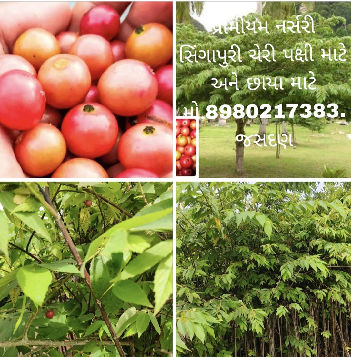 थंबनेल 5