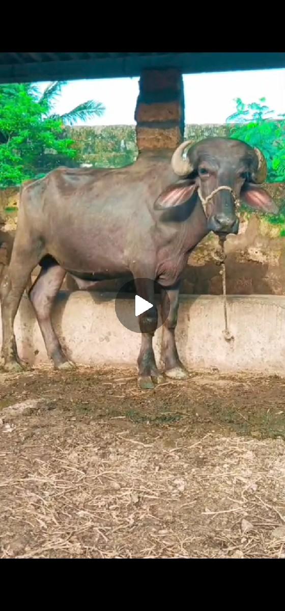 थंबनेल 2