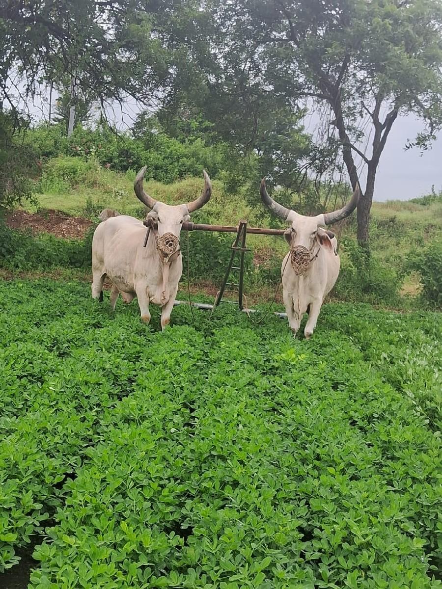 આ બળદ ની જોડ વેચવાની છે