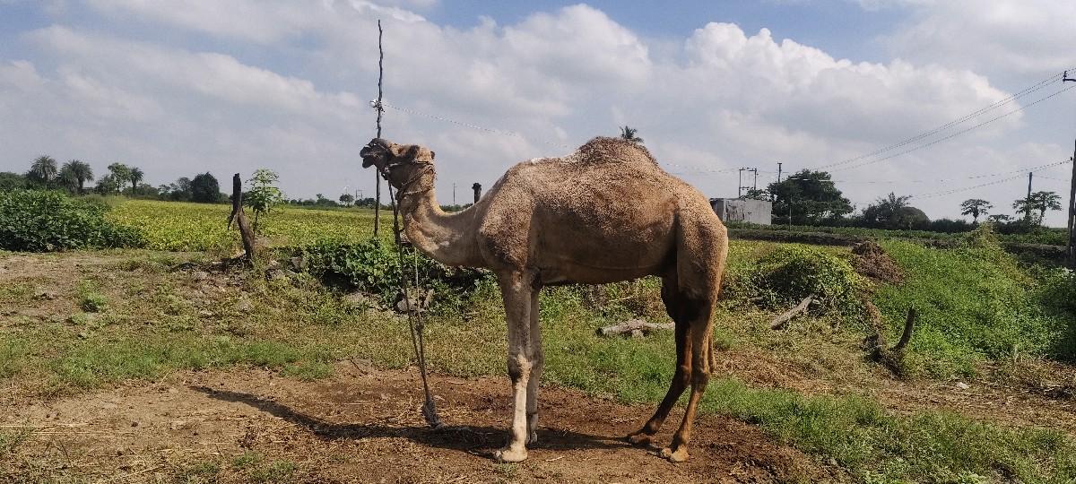 વેચવાનો છે