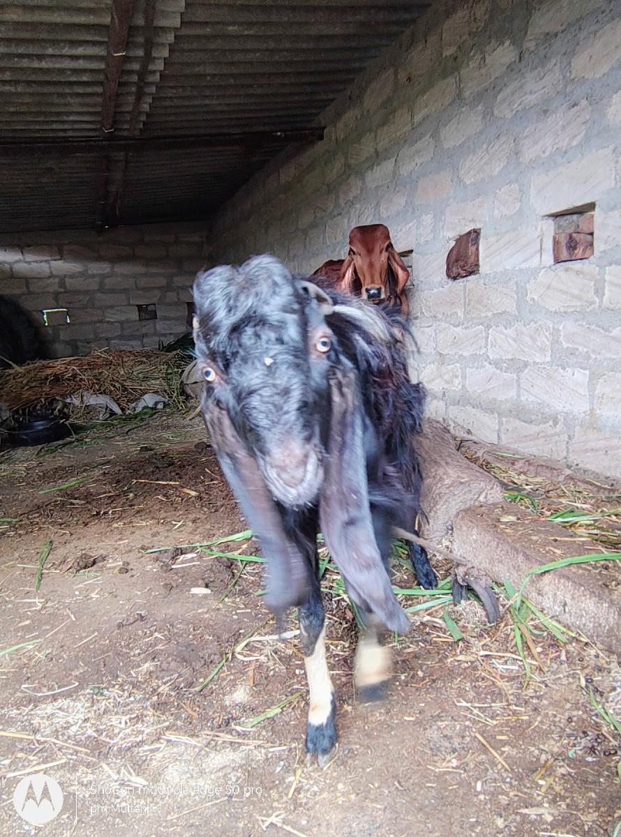 થંબનેલ 3