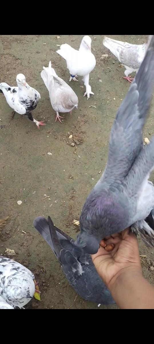 थंबनेल 3