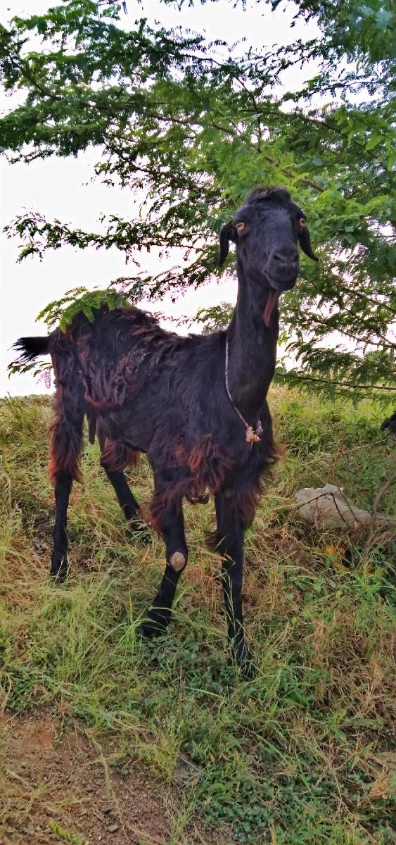 મનસુખ ચાણસ્મિયા