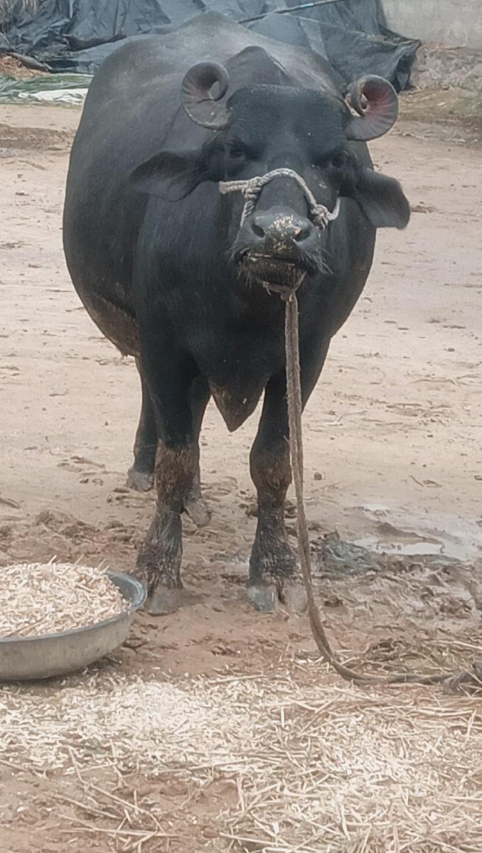 પીયોર બની ખડેલી