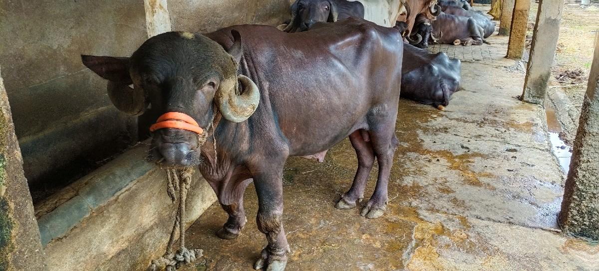 થંબનેલ 3