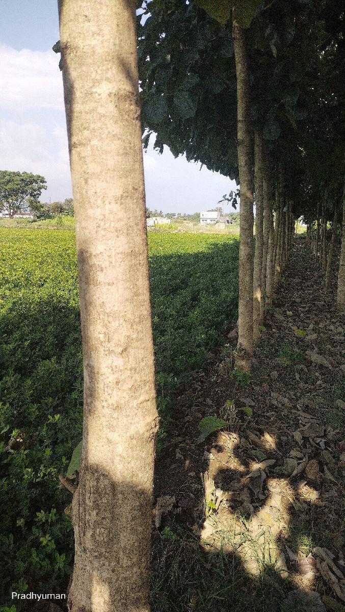 સાગના ઝાડ