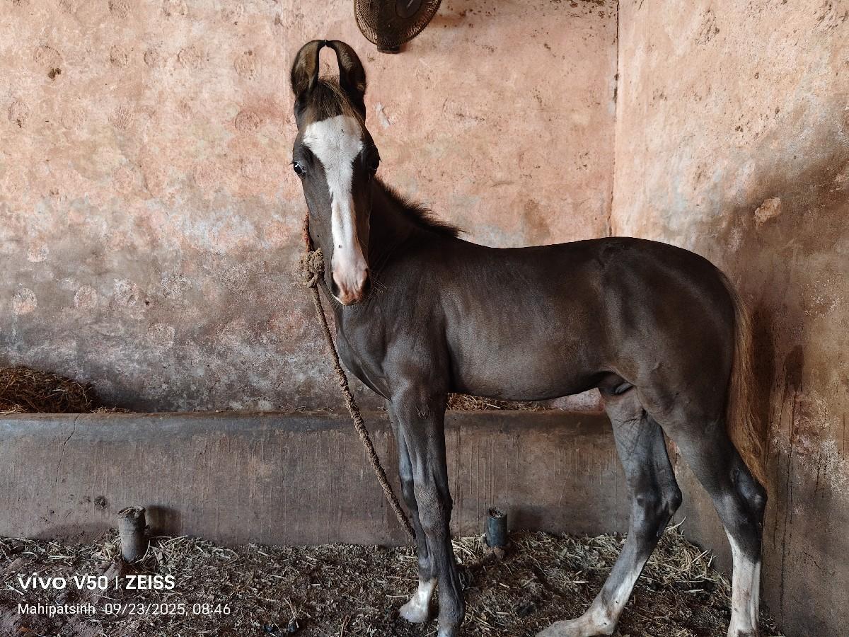વછેરો વેચવાનો છે