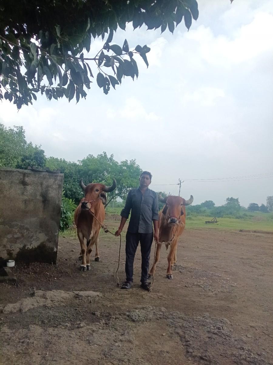 ગોઢલા‌ વેચવાના છે.