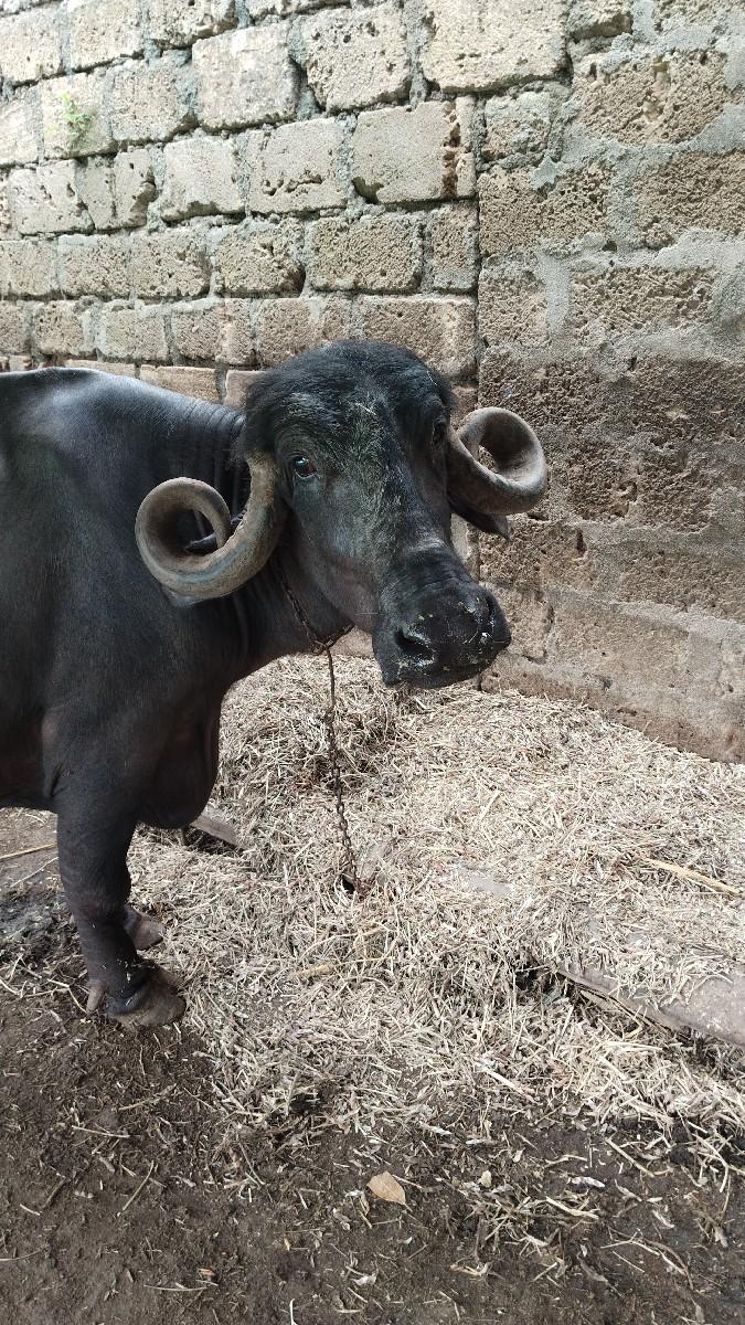 2 મહિના ની વ્યનેલ સે