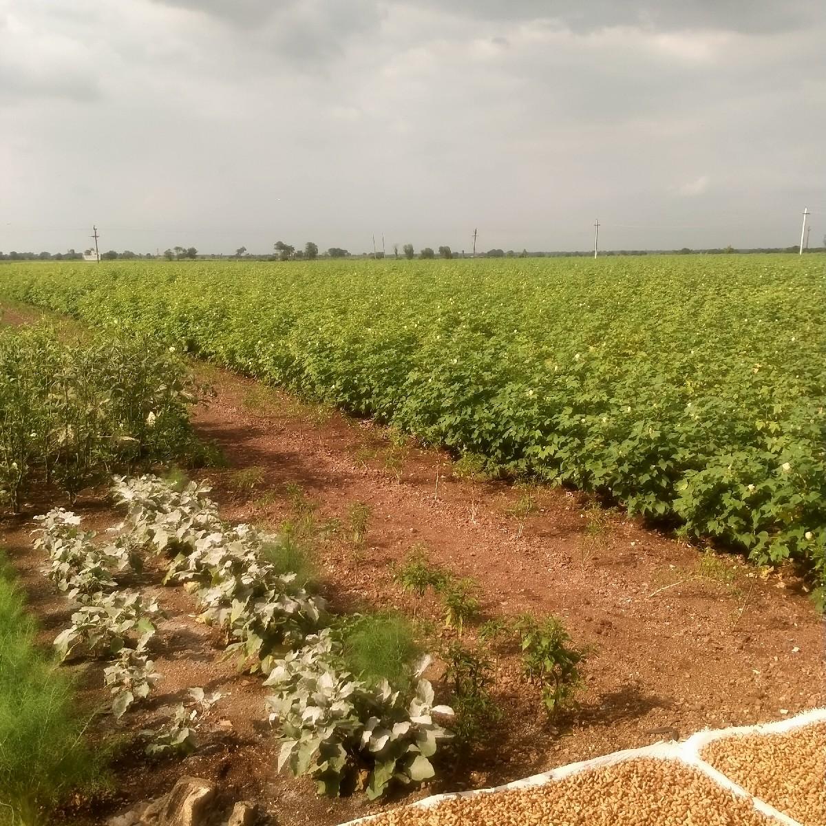 શોલે ચણા બિયારણ આપવાના છે