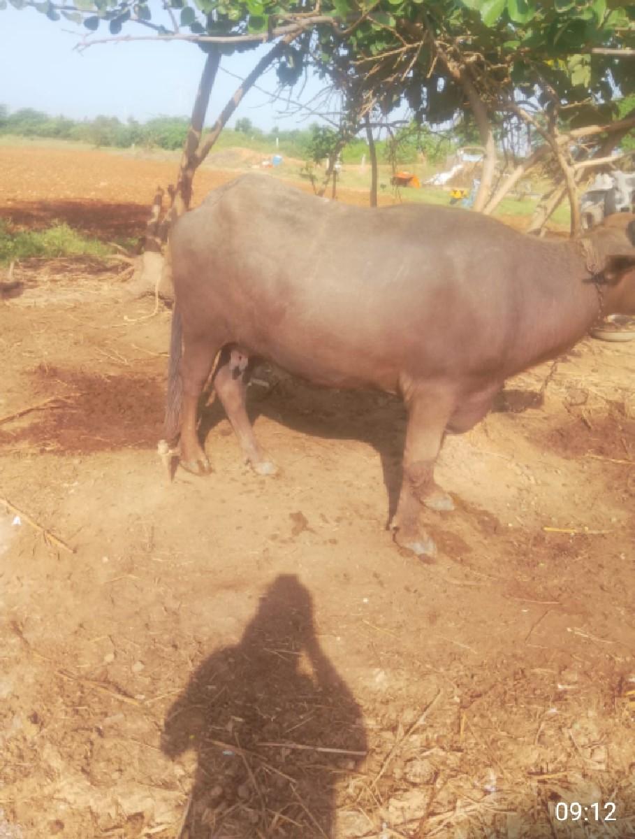 થંબનેલ 3