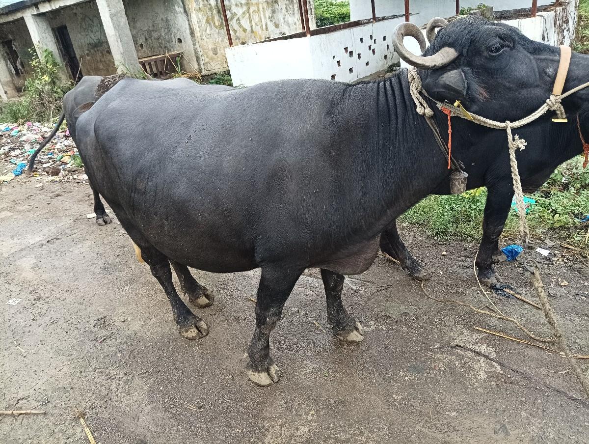 थंबनेल 3