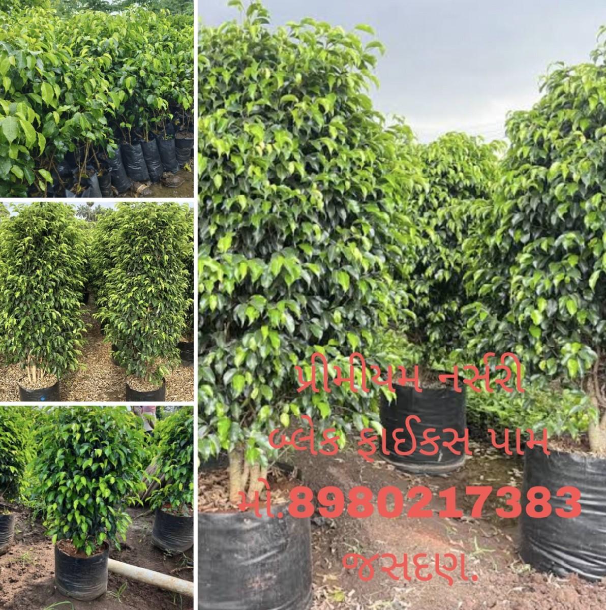 थंबनेल 5