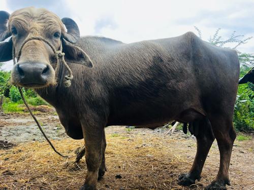 થંબનેલ 2