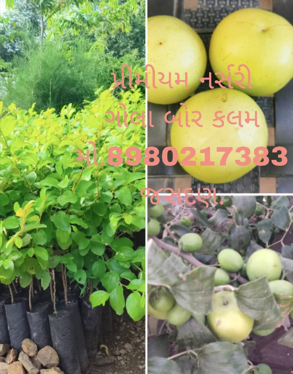 थंबनेल 3