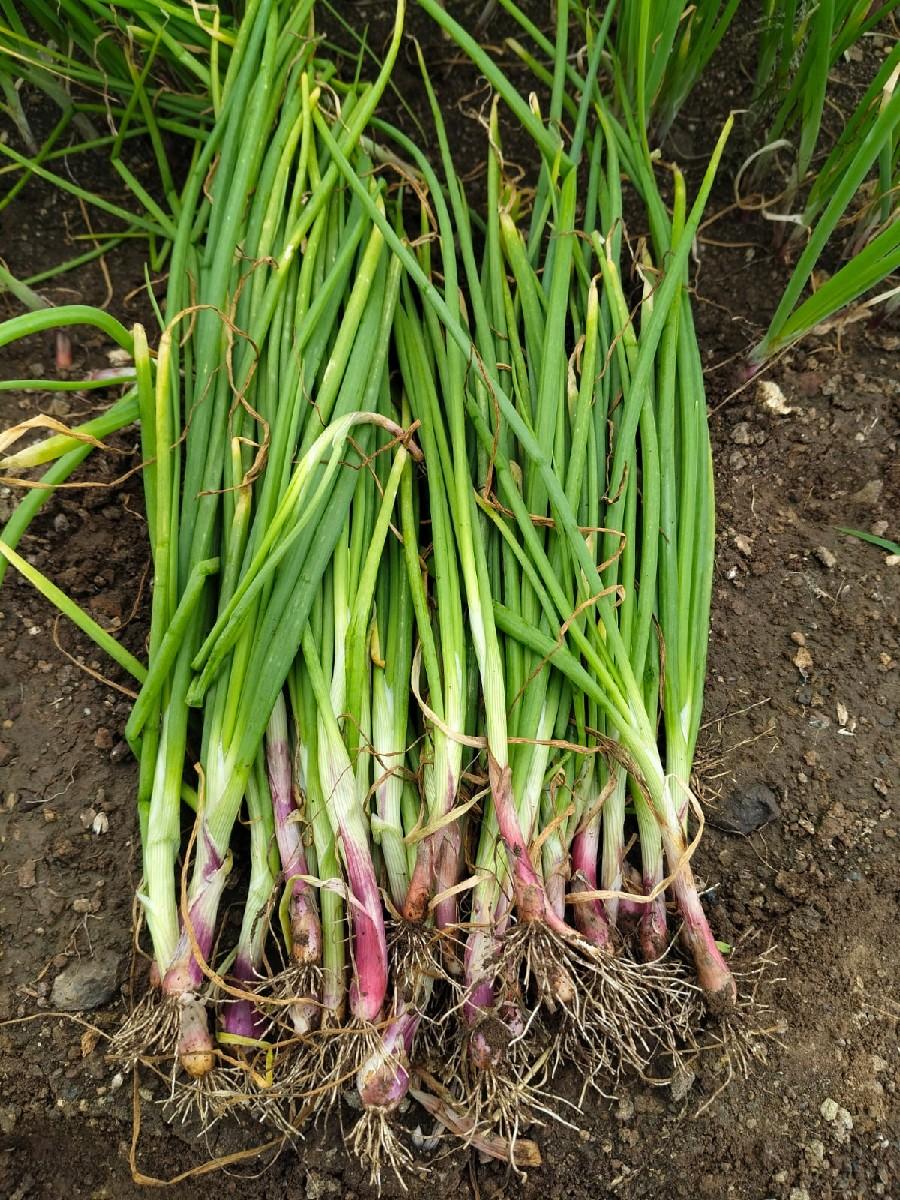 ડુંગળી નો રોપ વેંચવા નો છે