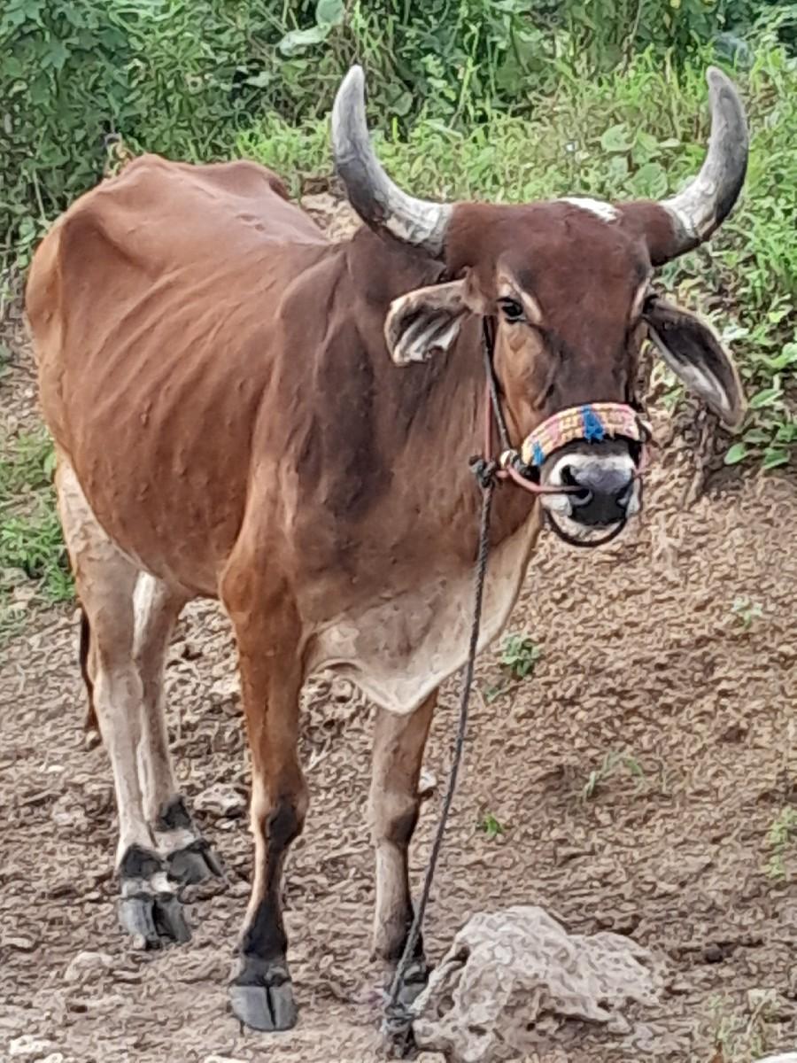 ગોઠલો વેસવાનો છે