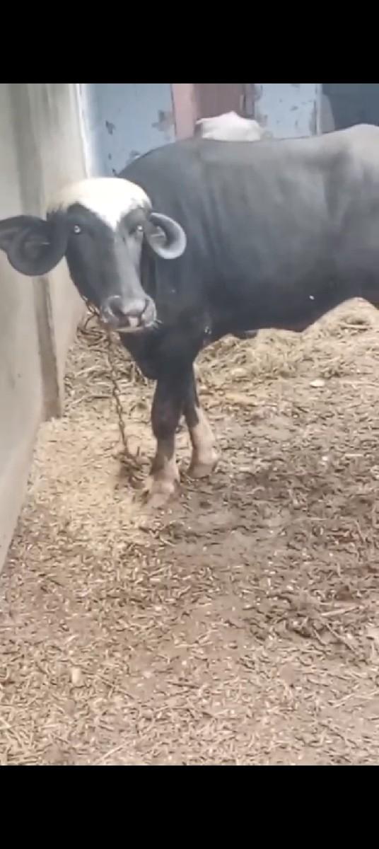 થંબનેલ 3