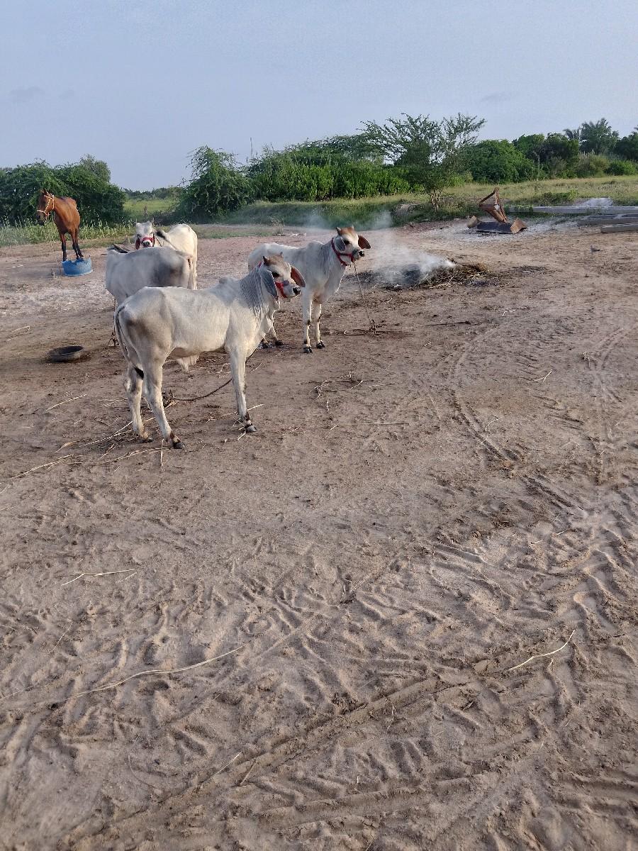 લેવાની ગણતરી હોત તો ફોન કરું