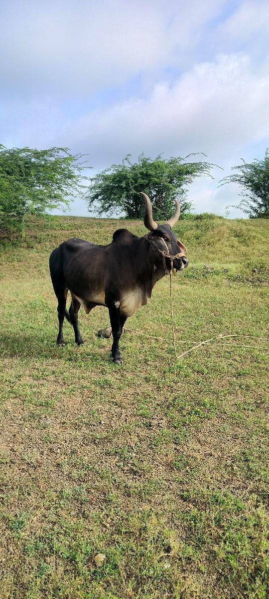 એક બળદ વેચવાનો છે