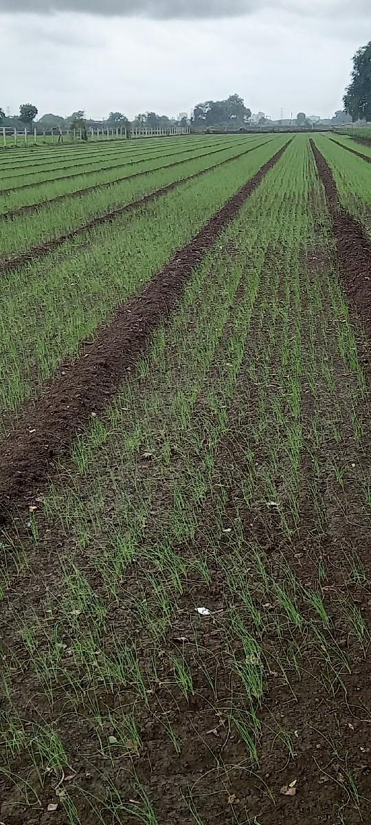 Lili dungari aapvani che