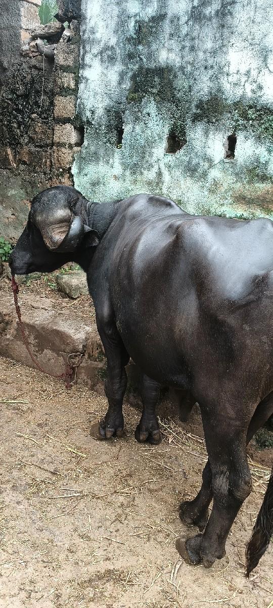 थंबनेल 3