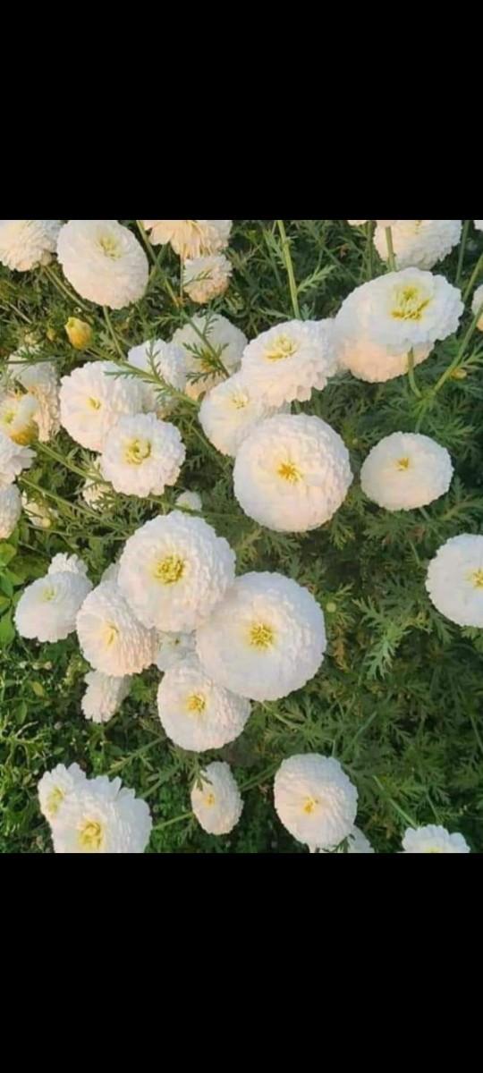 थंबनेल 4