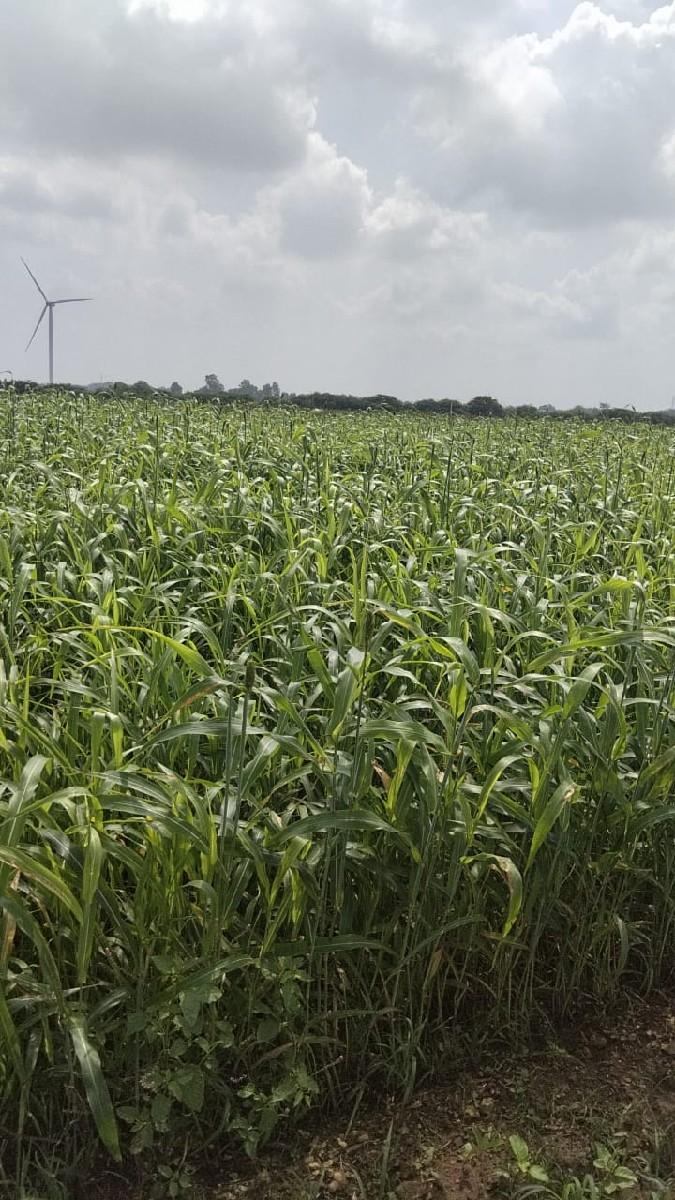 લીલો ચાહાટીયો (જુવાર)