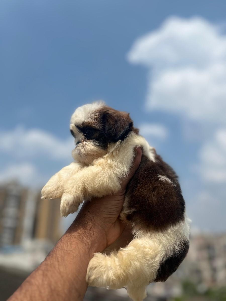 થંબનેલ 2