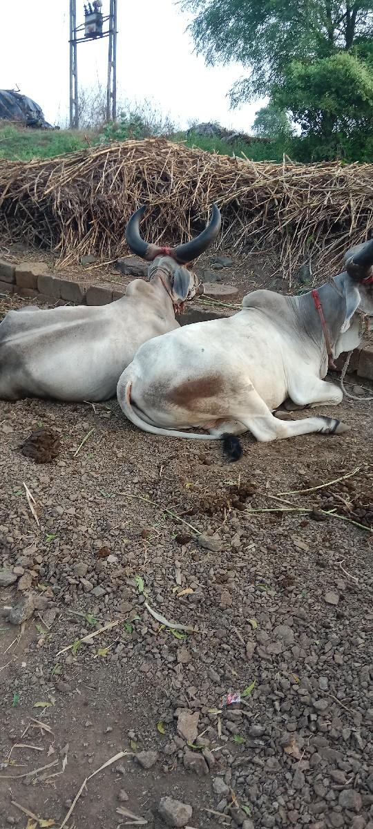 વાછડા વેચવાના છે એક વાવણી વાવેલા