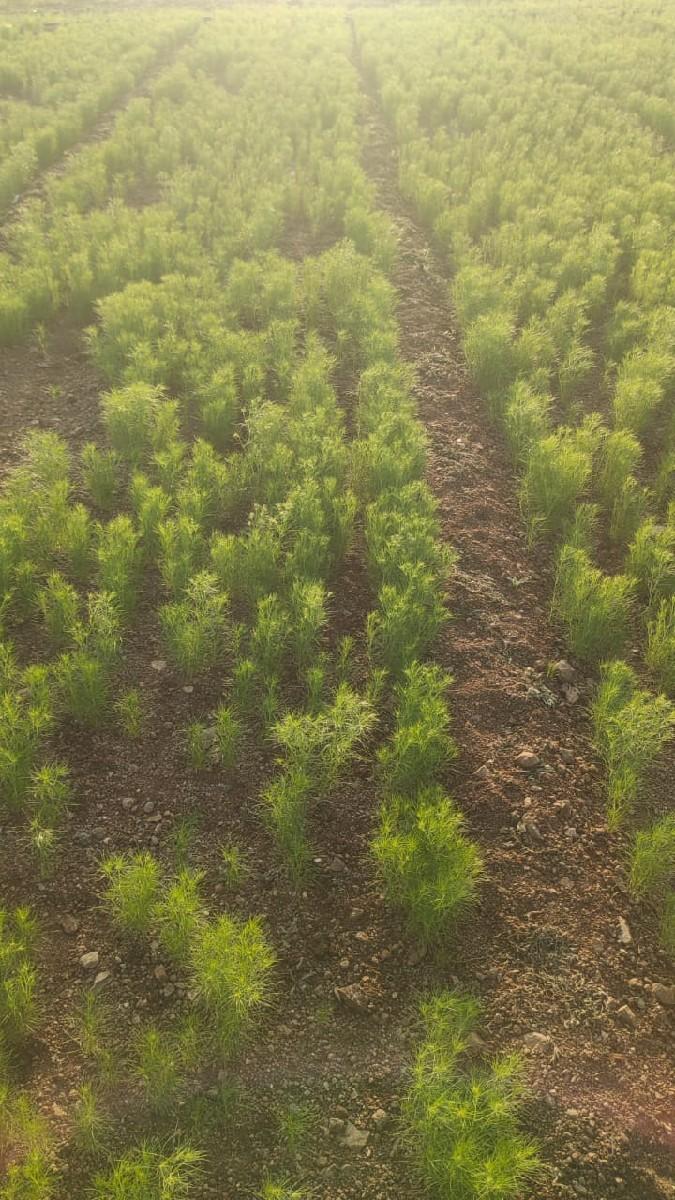 રામસી આહીર