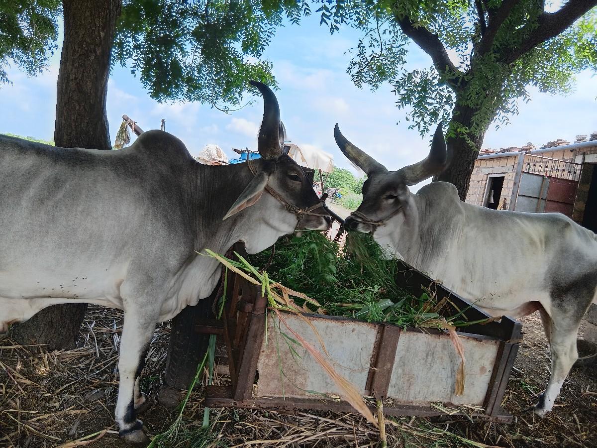 શોખીન માણસોના કામના