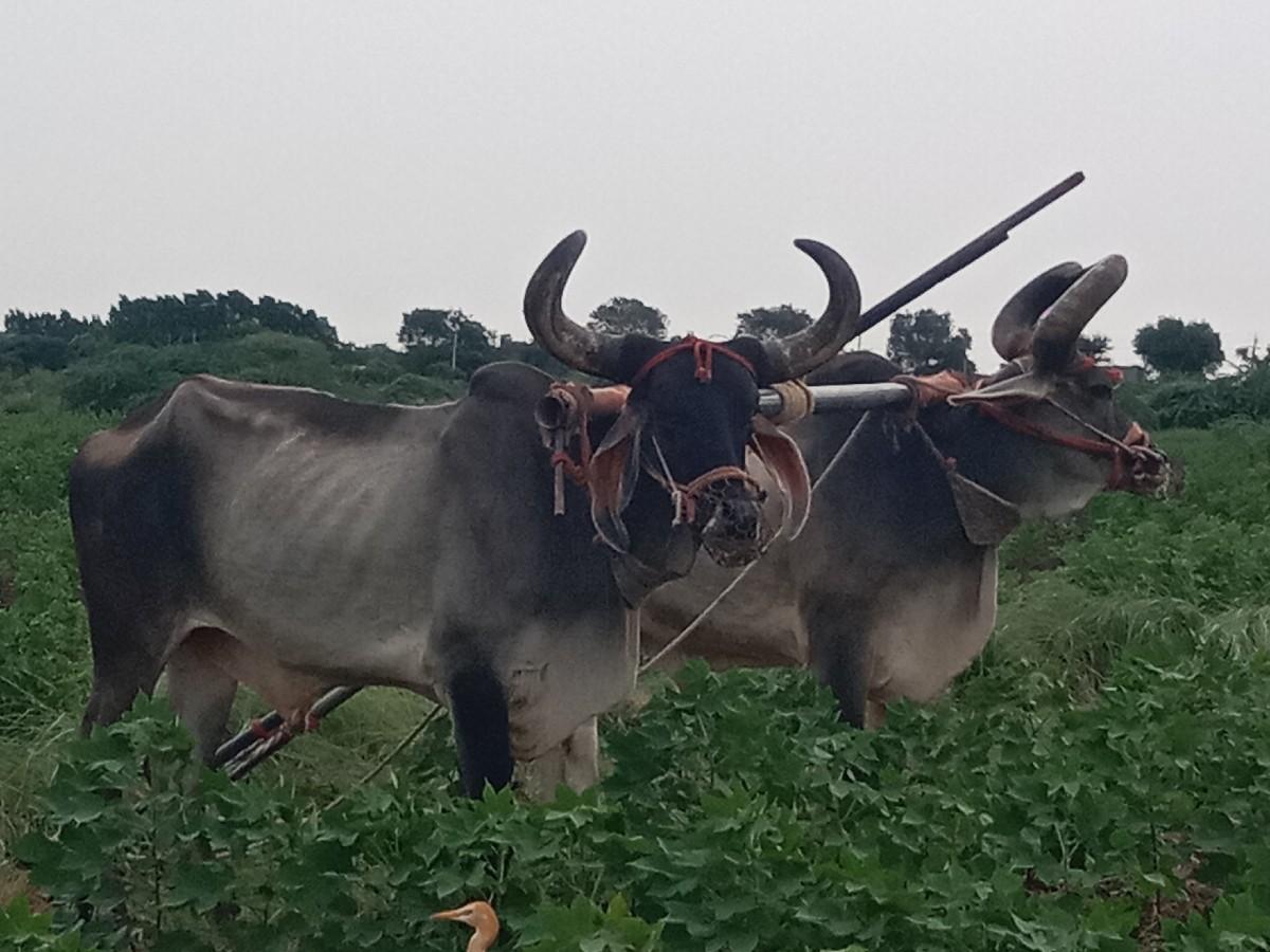 બળદ વેચવા ના છે