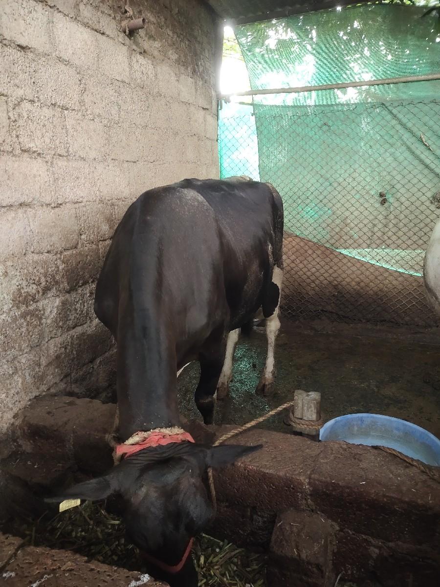 गाय विकणे आहे