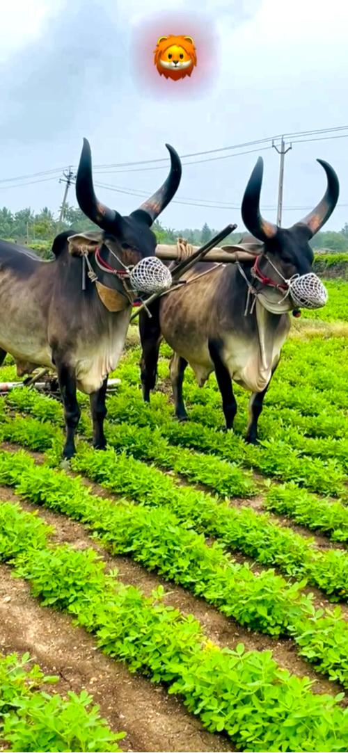 જાંબાં બે વાવણી વાવેલ છે