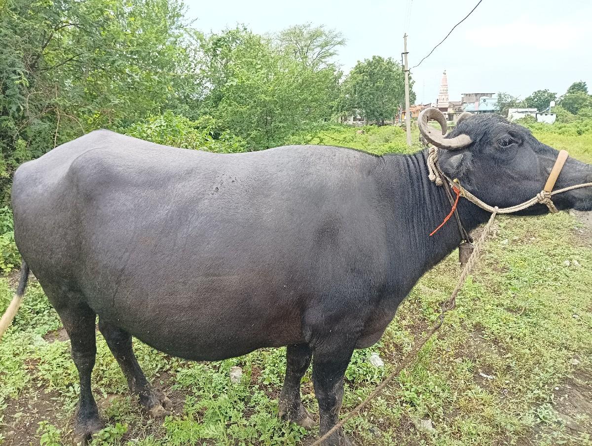 थंबनेल 2