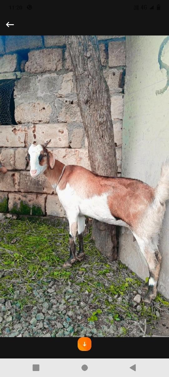 વેચવાનિ છે