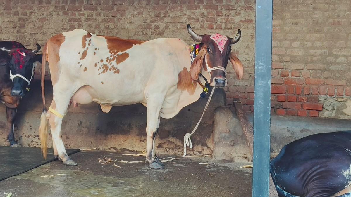 જર્સી ગાય