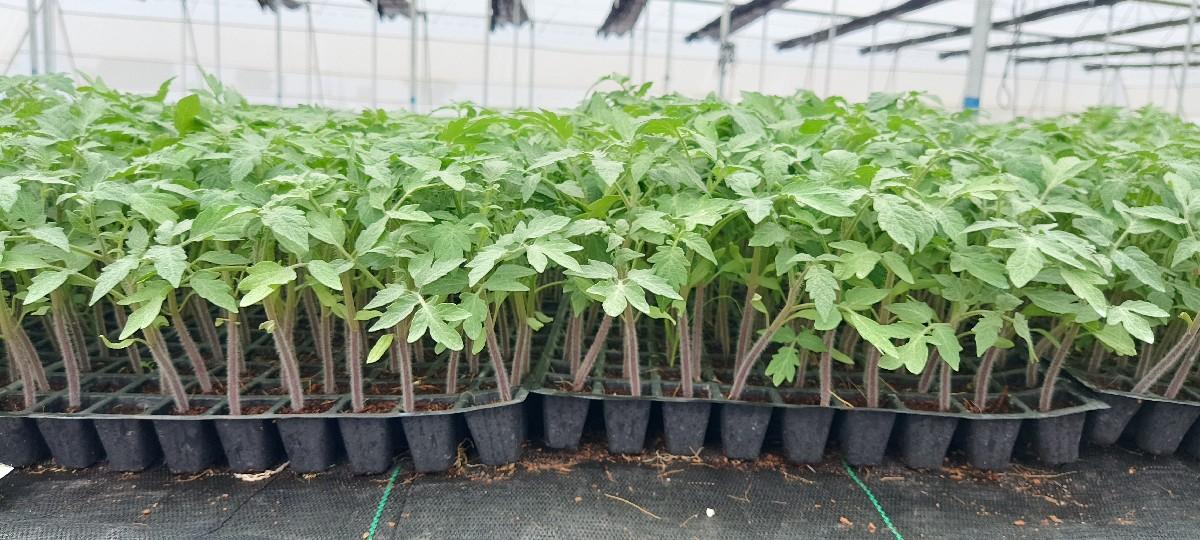 ટ્રેમાં બનાવેલો રોપ વેચવાનો છે