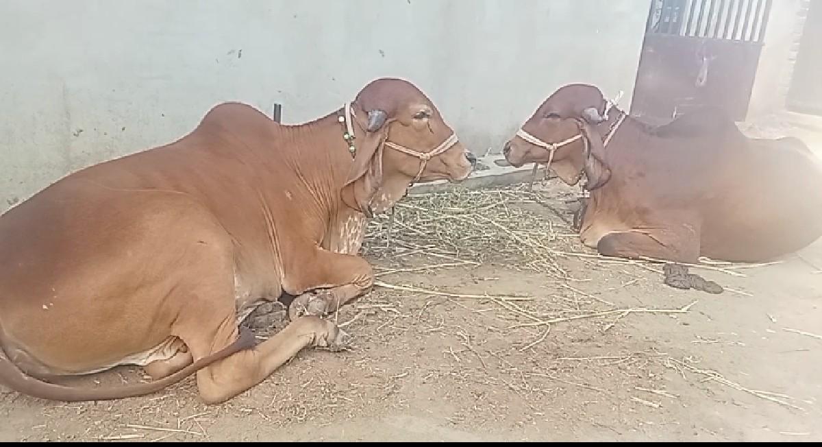 પેલુવેતર સે 2