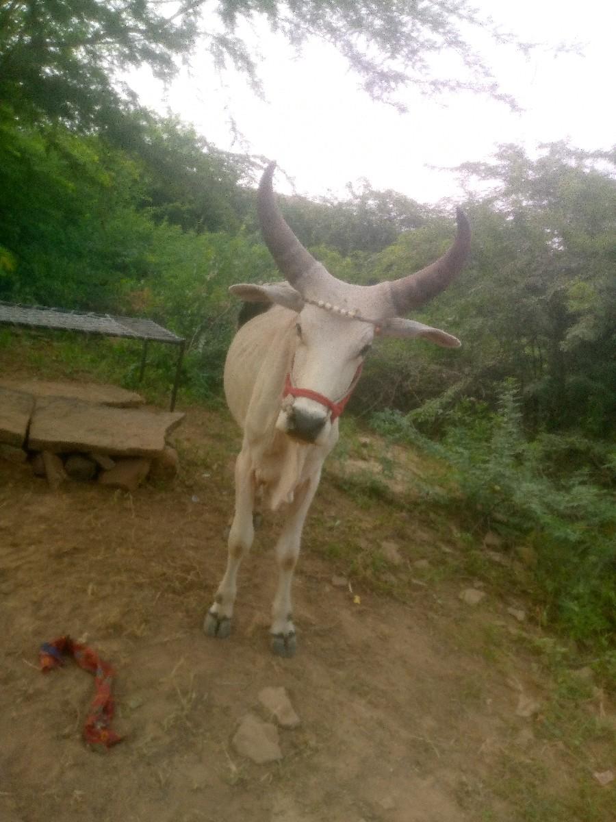 थंबनेल 3