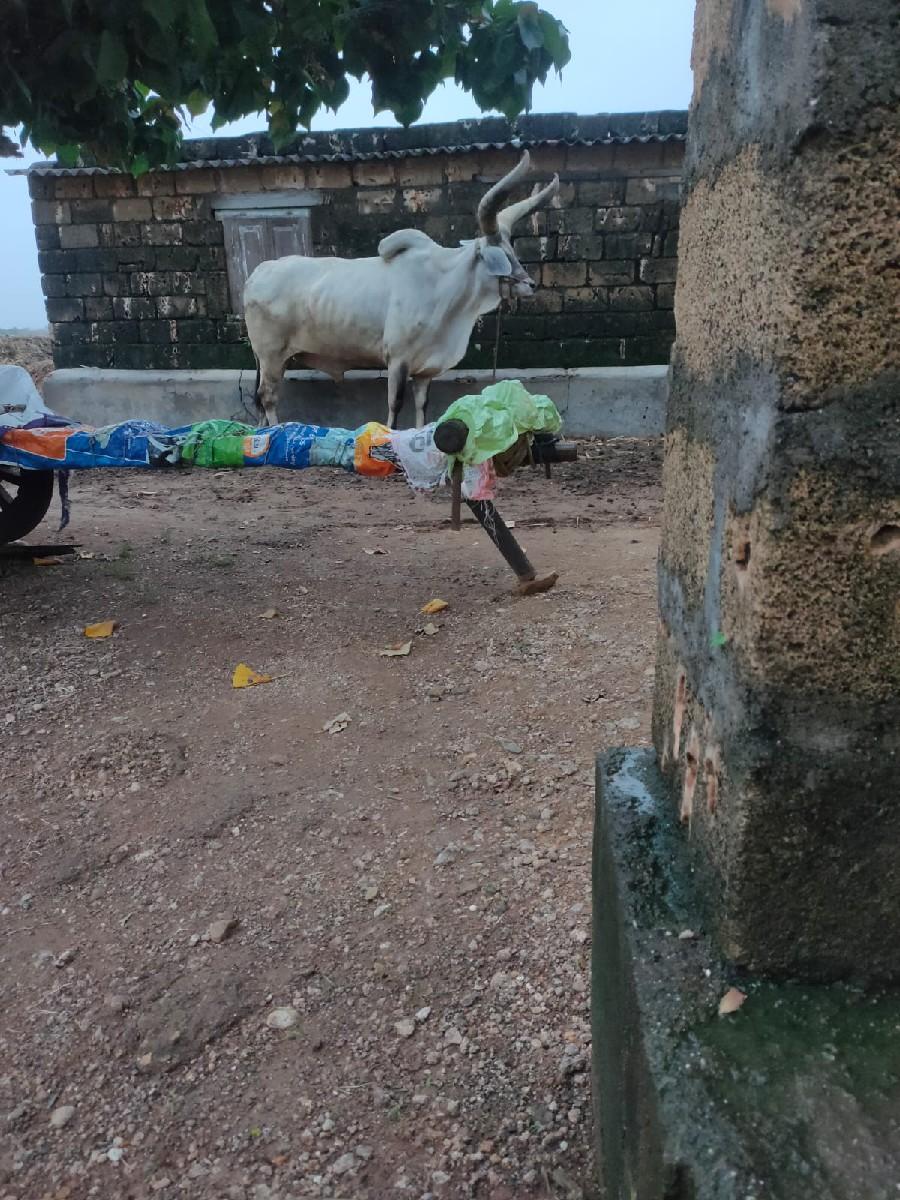 બળદ વેચવાનો છે