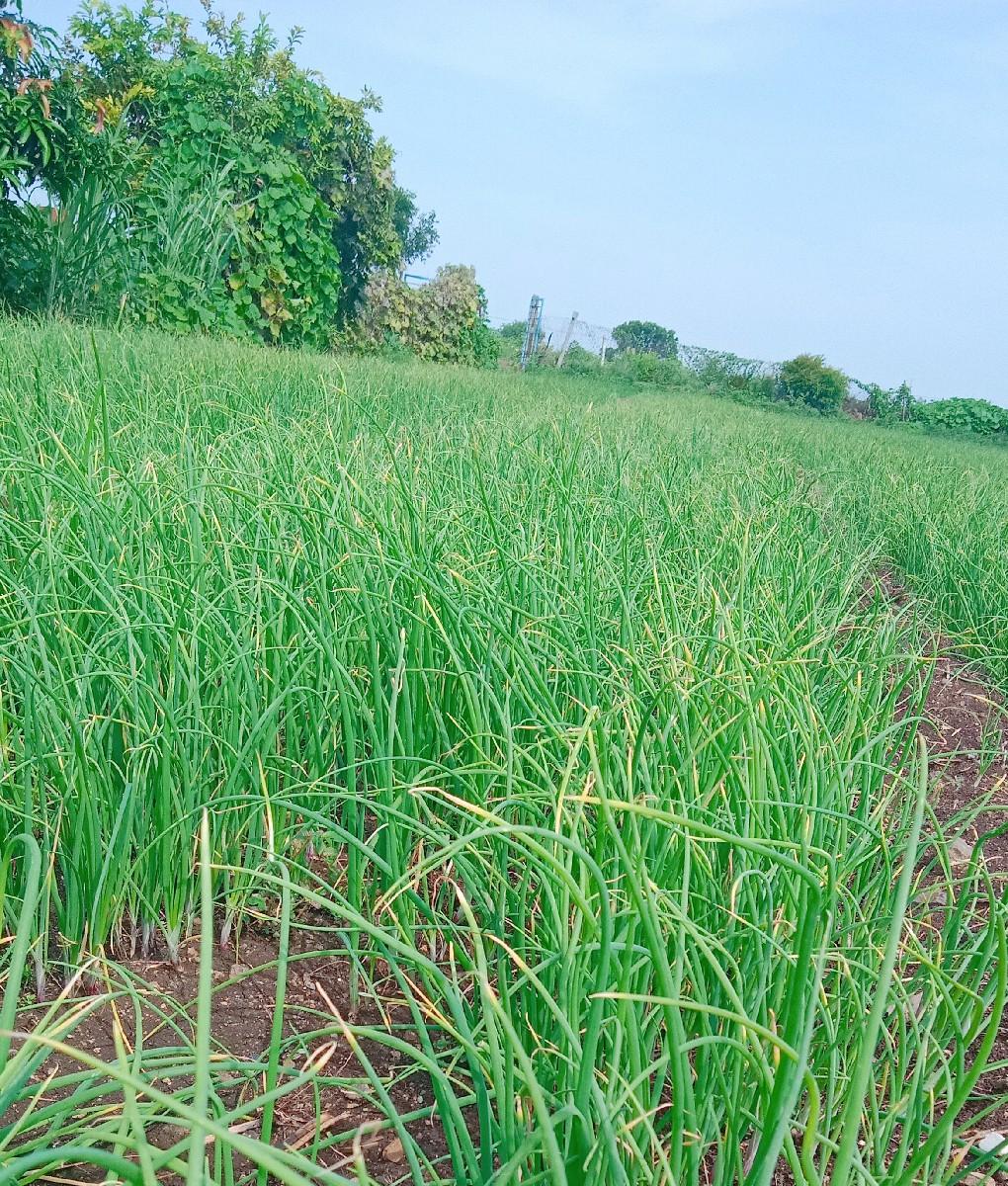 લાલ રોપ ડુંગળી નો
