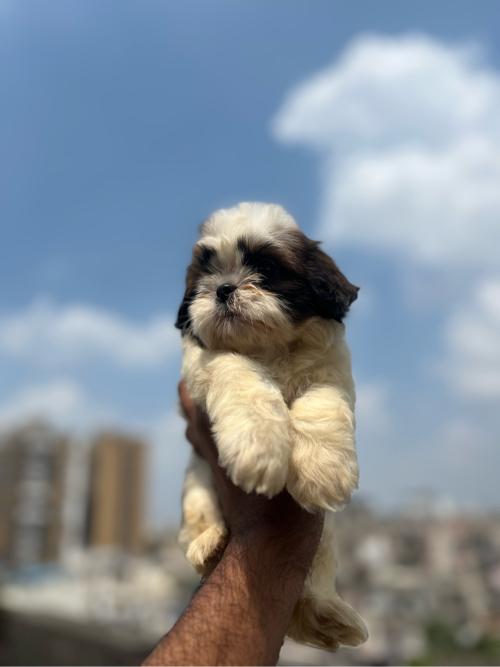 થંબનેલ 2