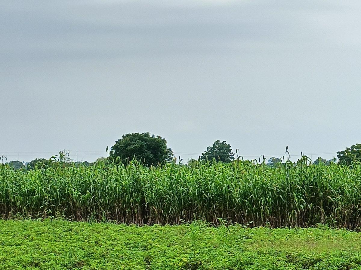 જુવારનો ચારો વેચવાનો છે